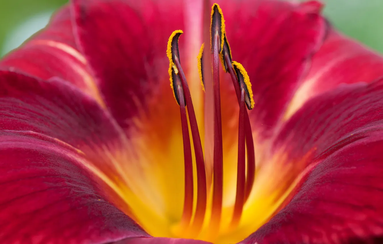 Photo wallpaper flowers, Lily, petals, stamens