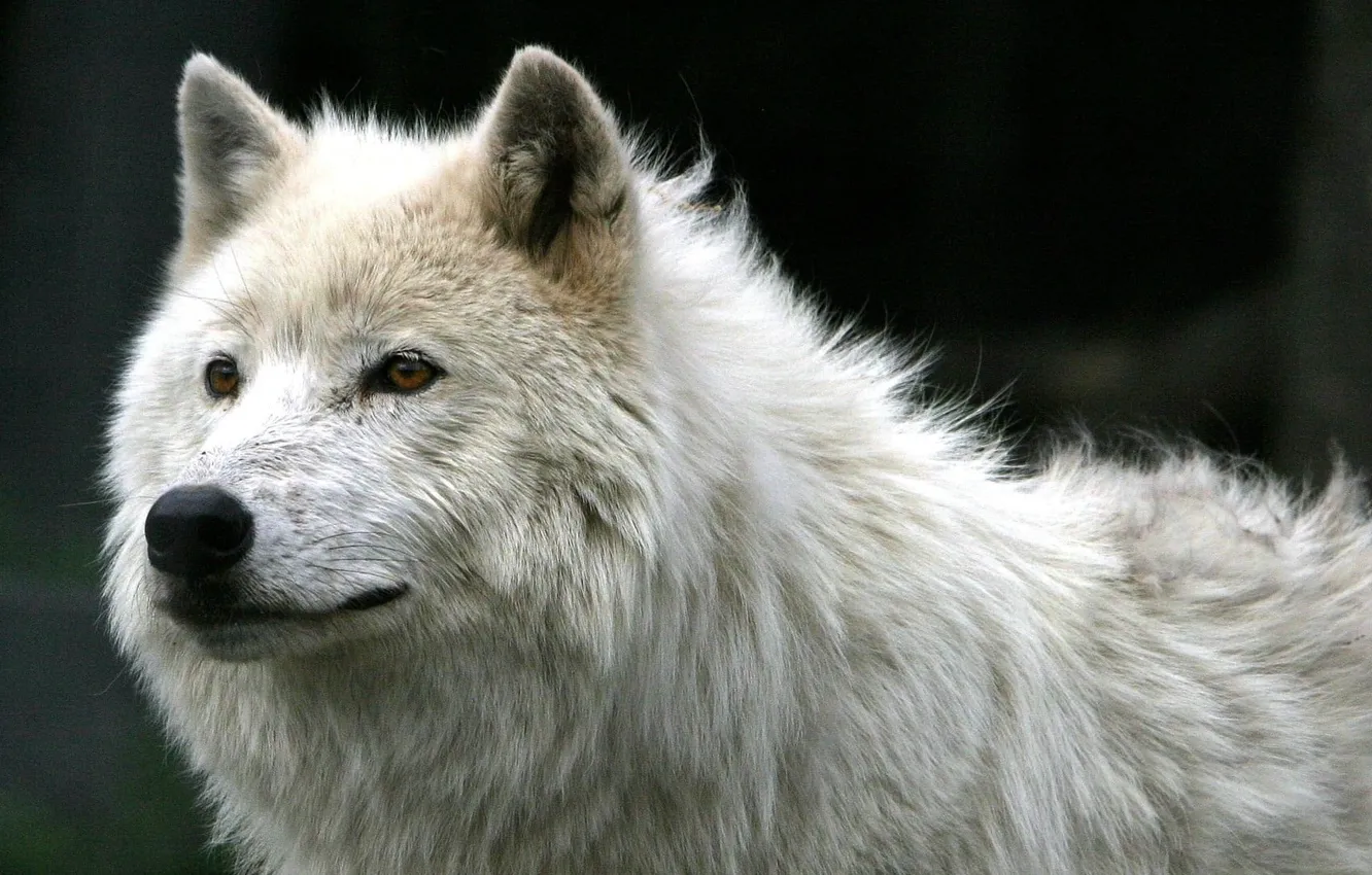 Photo wallpaper animal, mammal, White Wolf, animal themes, animals in the wild, one animal