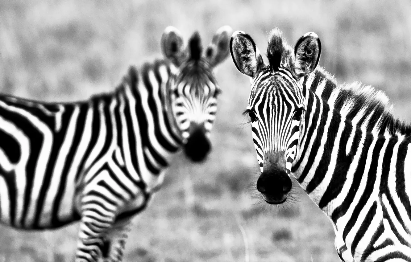 Photo wallpaper strips, white, black, Zebra