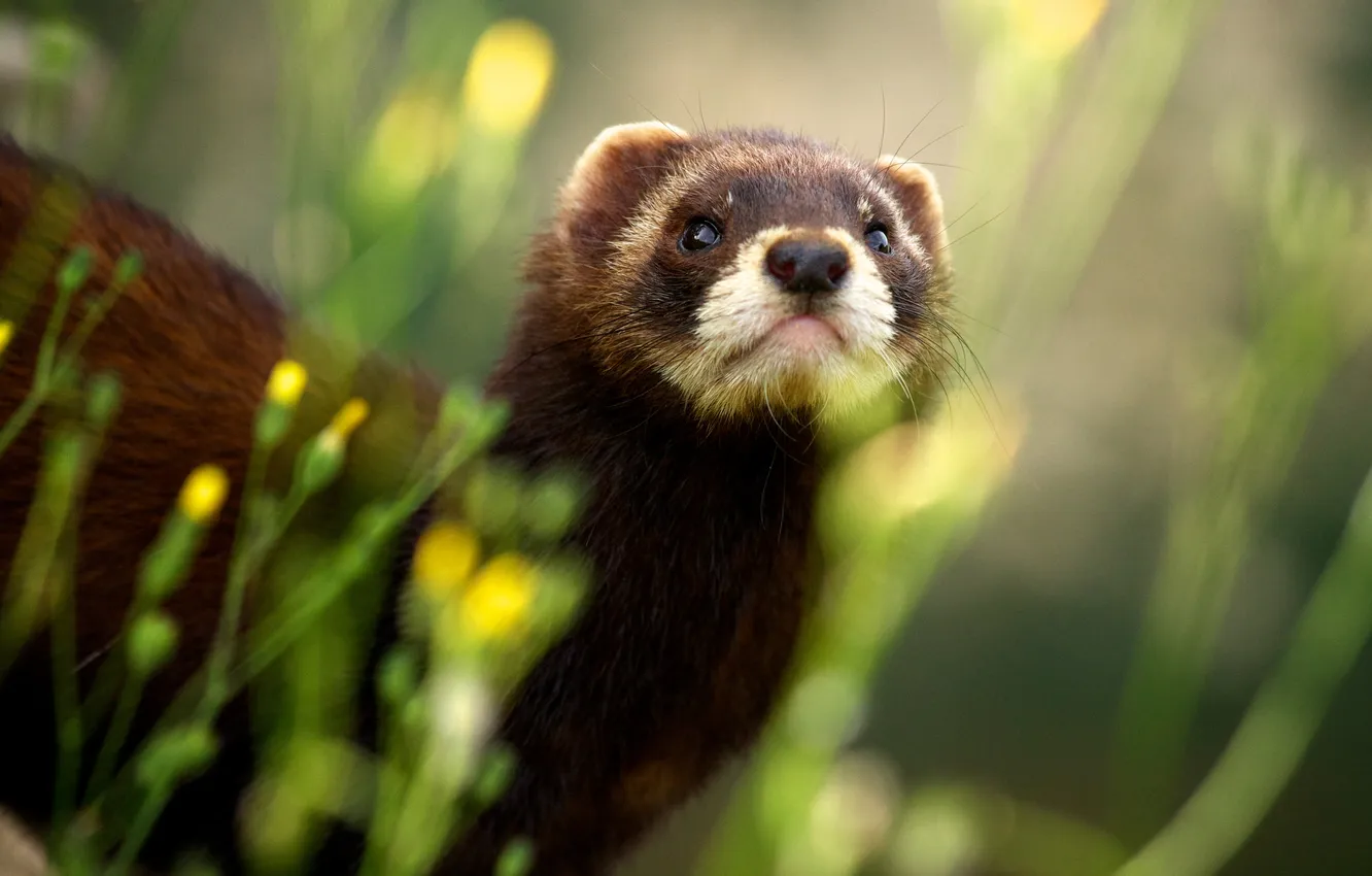 Photo wallpaper grass, muzzle, Freda, ferret