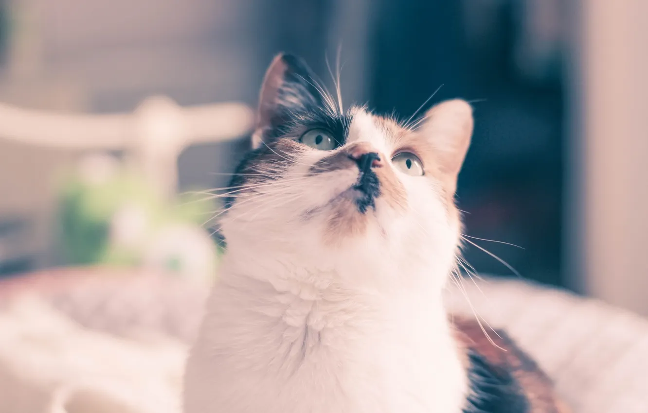 Photo wallpaper cat, wool, muzzle, looks