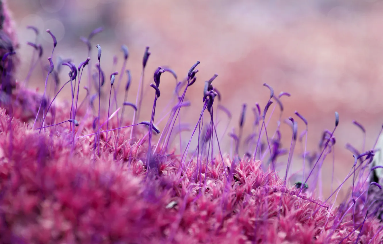 Photo wallpaper forest, macro, lilac, pink, Wallpaper, color, moss, seeds