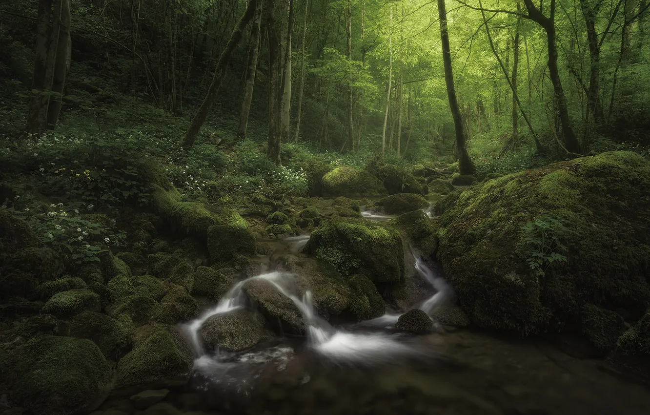 Photo wallpaper forest, light, stream, moss, river, boulders, water flows, Origins