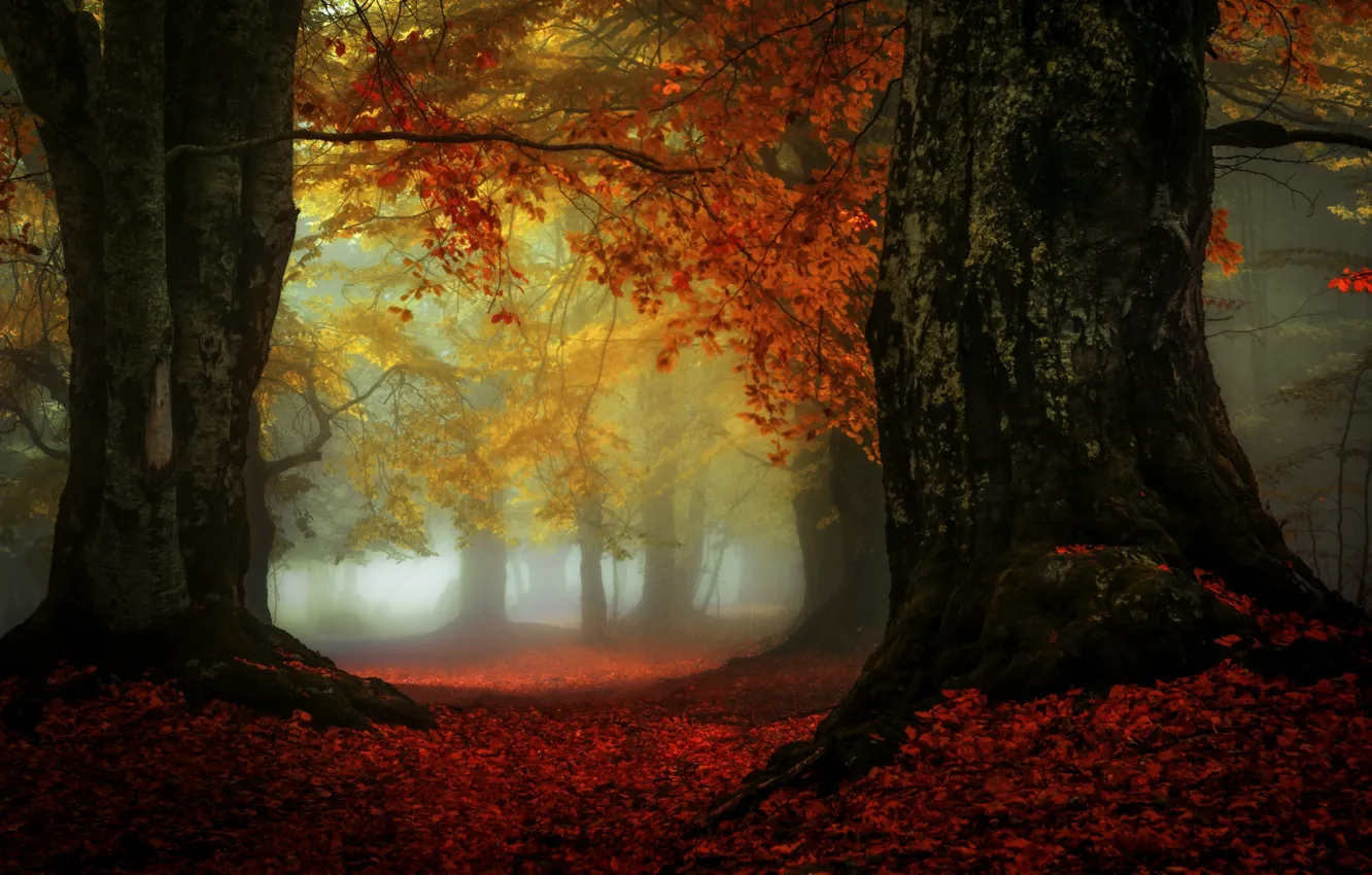 Photo wallpaper autumn, trees, fog