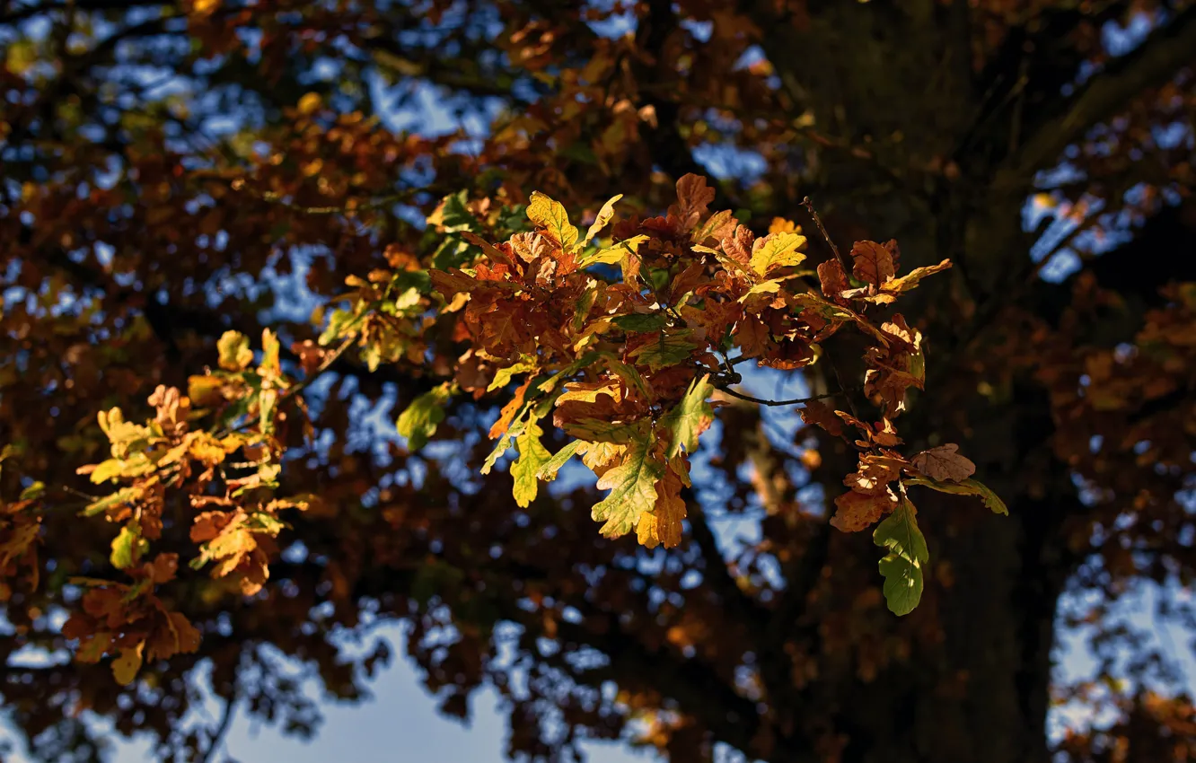 Photo wallpaper autumn, leaves, tree, bokeh, oak