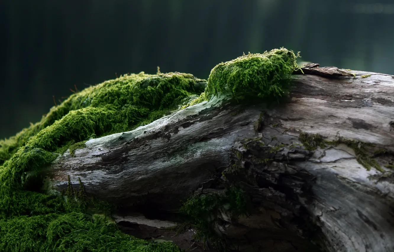 Photo wallpaper tree, moss