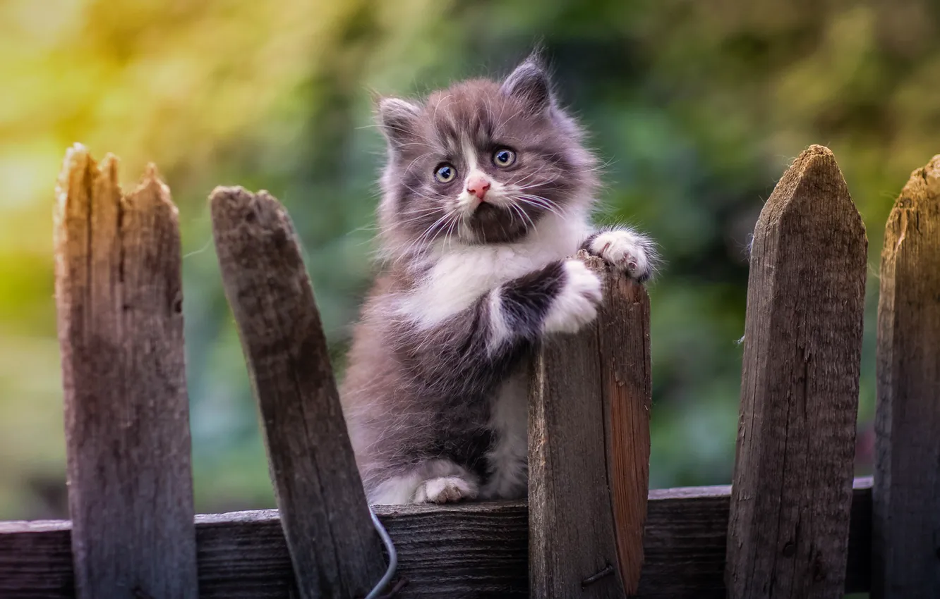 Photo wallpaper the fence, baby, kitty, bokeh, Yuriy Korotun