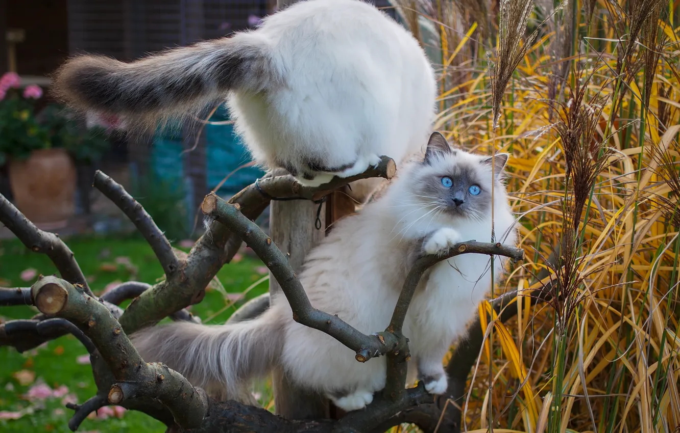 Photo wallpaper cat, cat, look, leaves, trees, branches, garden, blue eyes