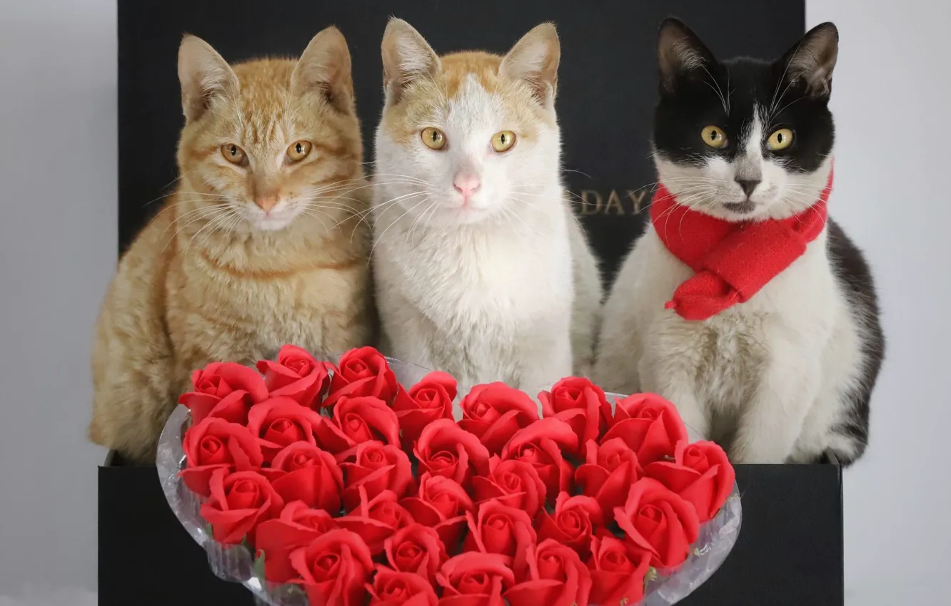 Photo wallpaper cat, white, cat, look, love, red, pose, box