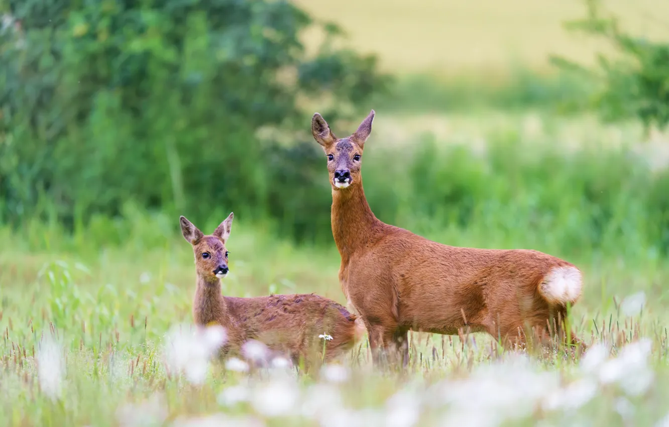 Photo wallpaper field, nature, glade, two, baby, pair, deer, cub