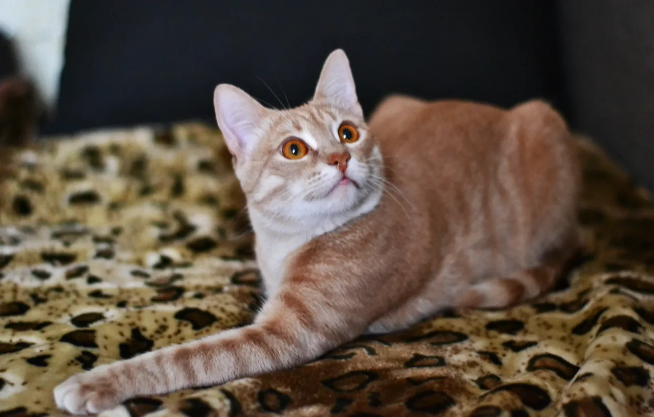 Photo wallpaper cat, cat, look, color, amber