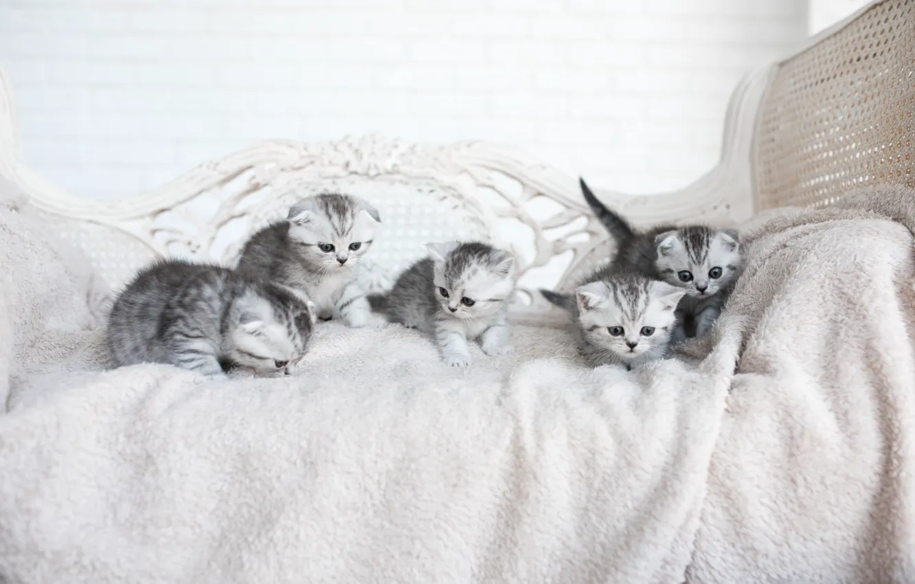 Photo wallpaper grey, kitty, brood