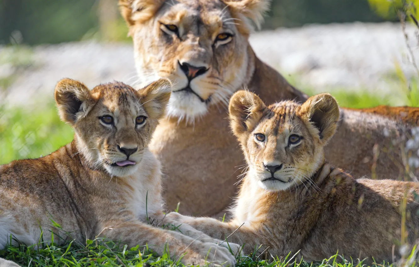 Photo wallpaper face, stay, baby, lies, lioness, trio, mom, lion
