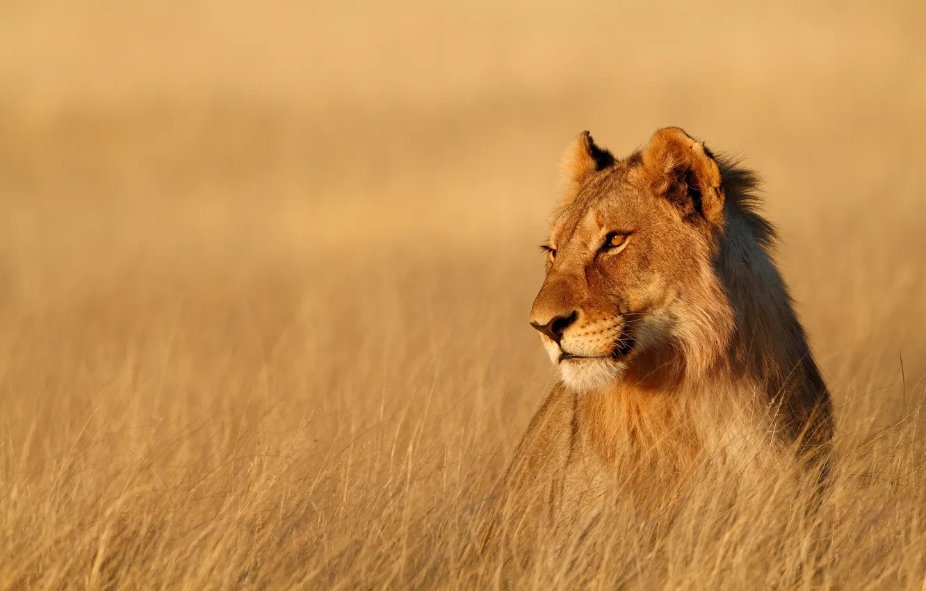 Photo wallpaper field, grass, look, face, background, portrait, stem, Savannah