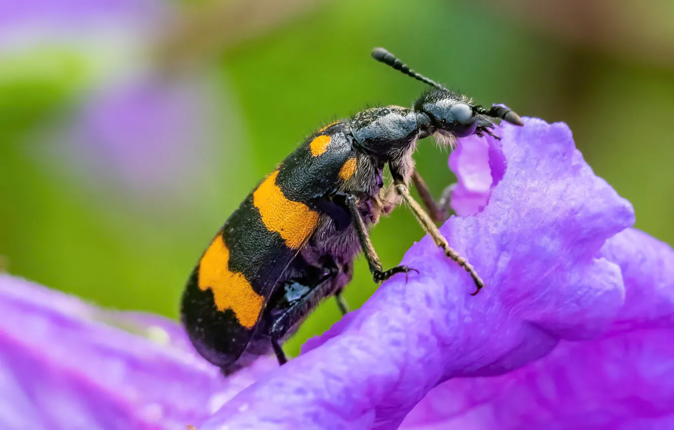 Photo wallpaper macro, flowers, beetle, petals, insect