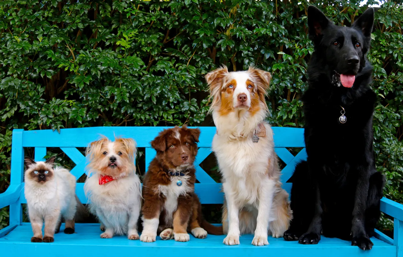 Photo wallpaper cat, dogs, bench, puppy, friends, rank, Australian shepherd, German shepherd