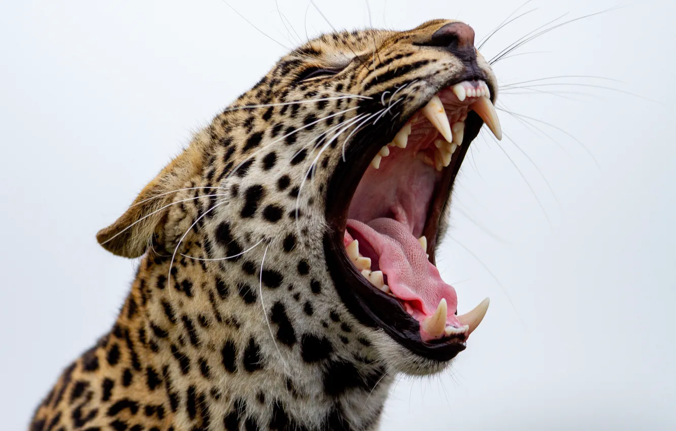 Photo wallpaper mustache, predator, teeth, mouth, leopard, fangs, light background, leopard