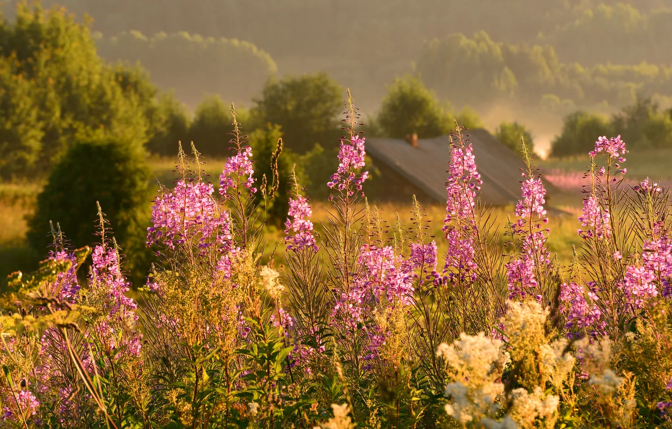 Photo wallpaper field, summer, flowers, nature, house, ivn-tea
