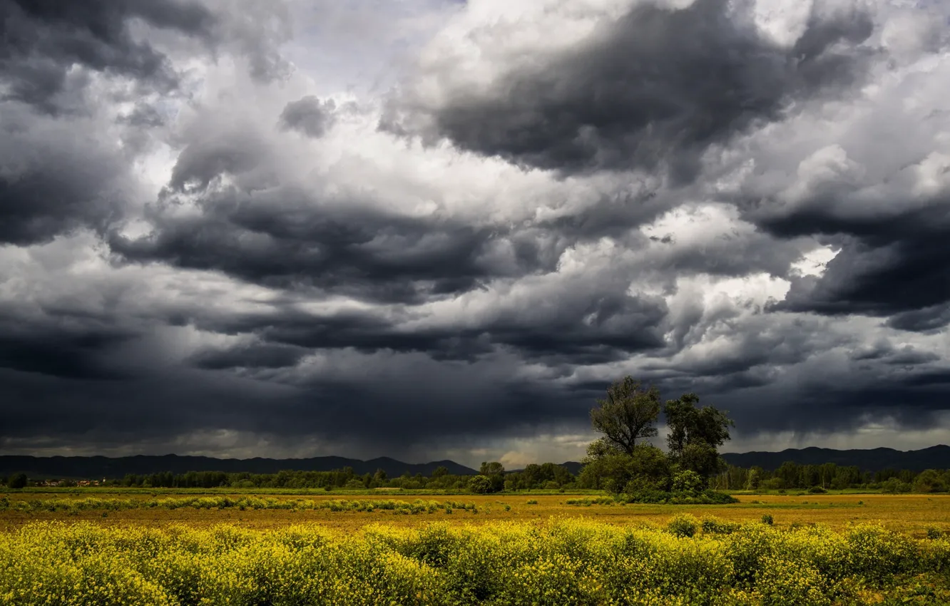 Photo wallpaper field, the sky, clouds, landscape, flowers, storm, nature