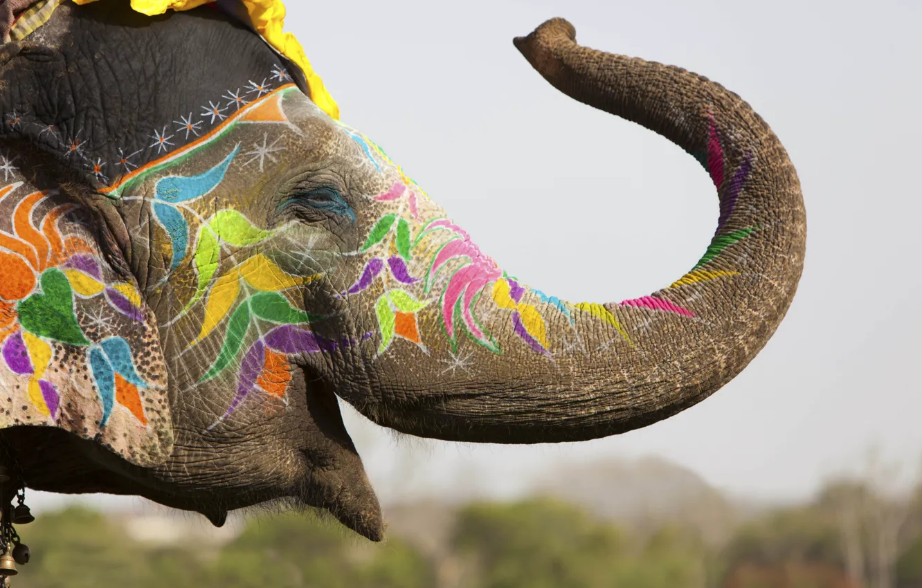 Photo wallpaper decoration, stay, elephant, India, colorful, crayons, bokeh, festival