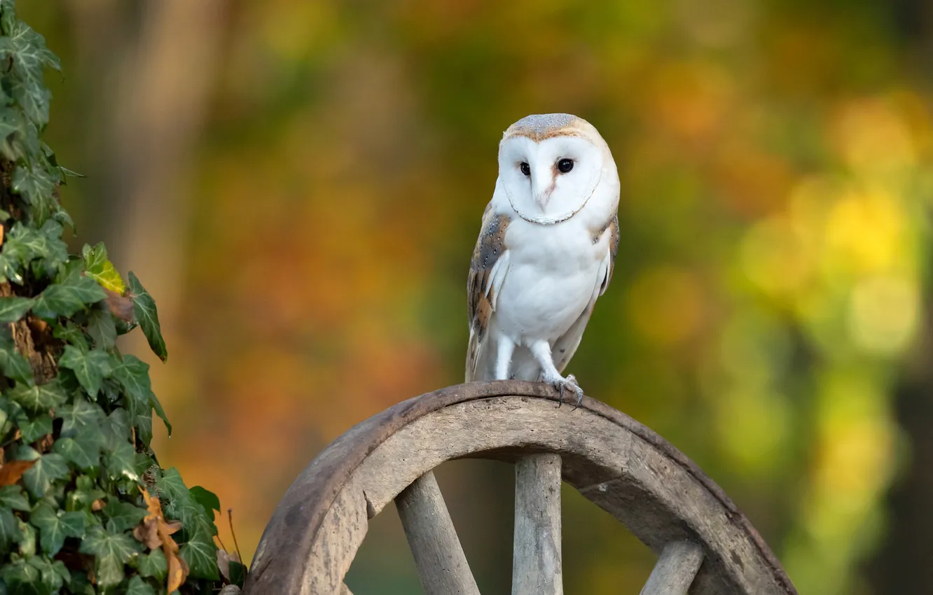 Photo wallpaper look, owl, bird, wheel, bokeh, the barn owl, vines, ivy