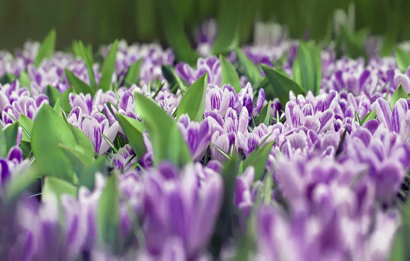 Photo wallpaper purple, flowers, glade, spring, crocuses, flowerbed, striped, a lot