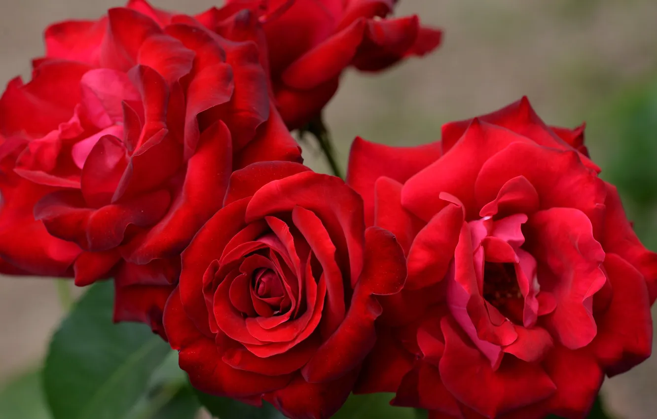 Photo wallpaper macro, flowers, red, roses, bouquet