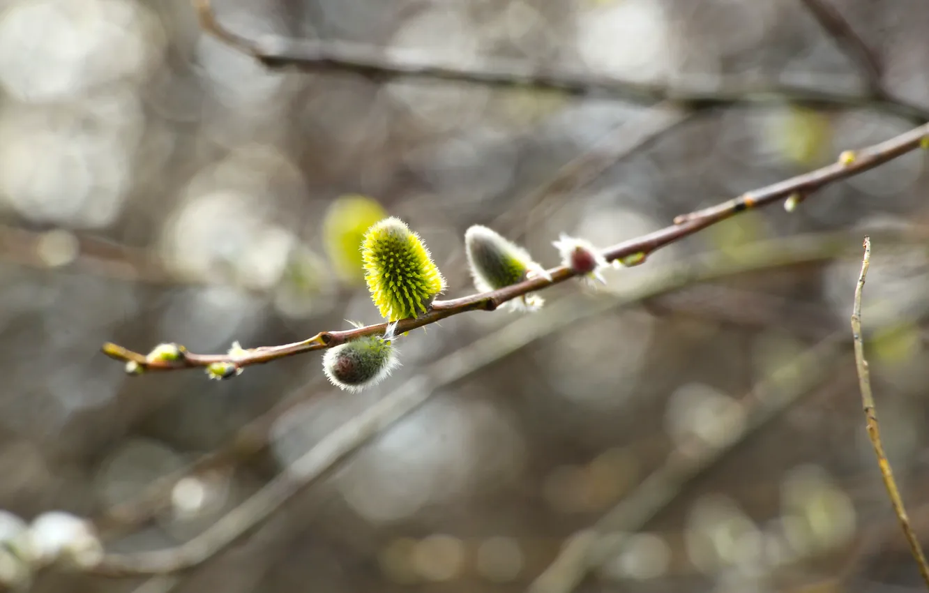 Photo wallpaper spring, twig, base kitten