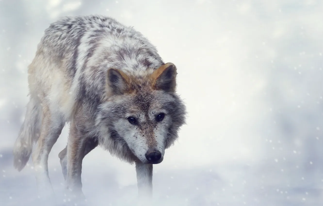 Photo wallpaper Winter, Look, Wolf, Animals
