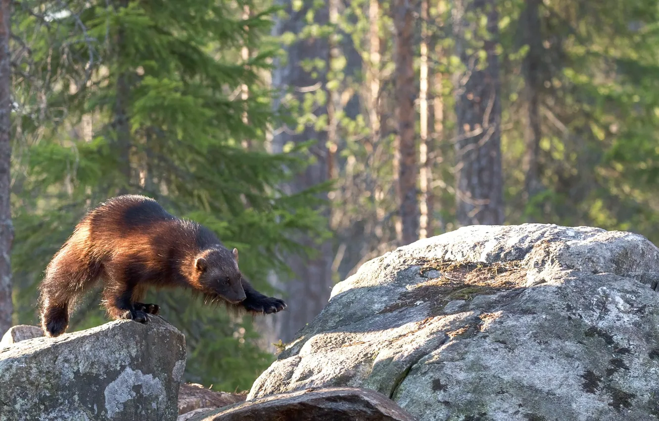Photo wallpaper rock, forest, Wolverine, woodland, brown bear standing on boulder
