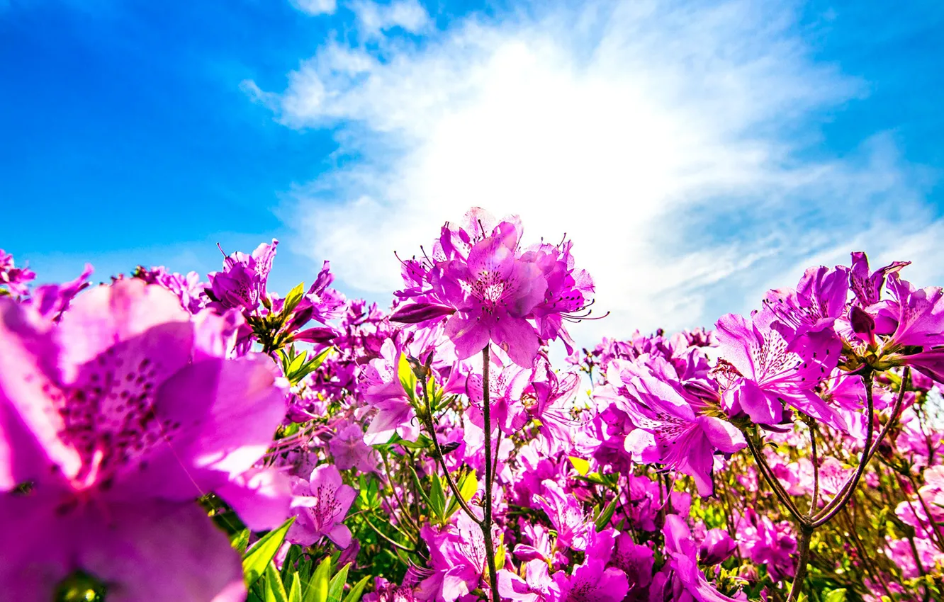 Photo wallpaper clouds, flowers, blue, glade, bright, pink, the bushes, a lot