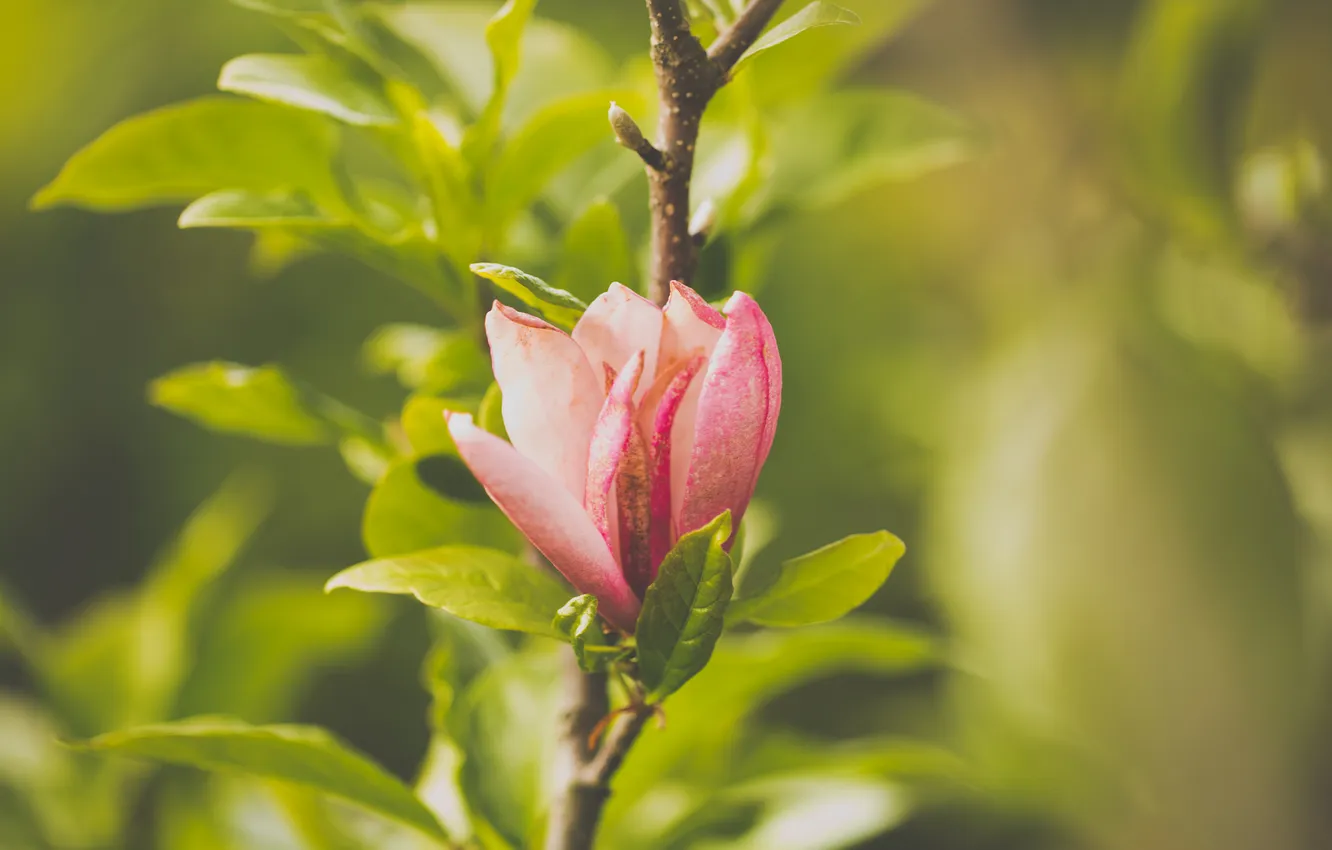 Photo wallpaper flowers, petals, pink