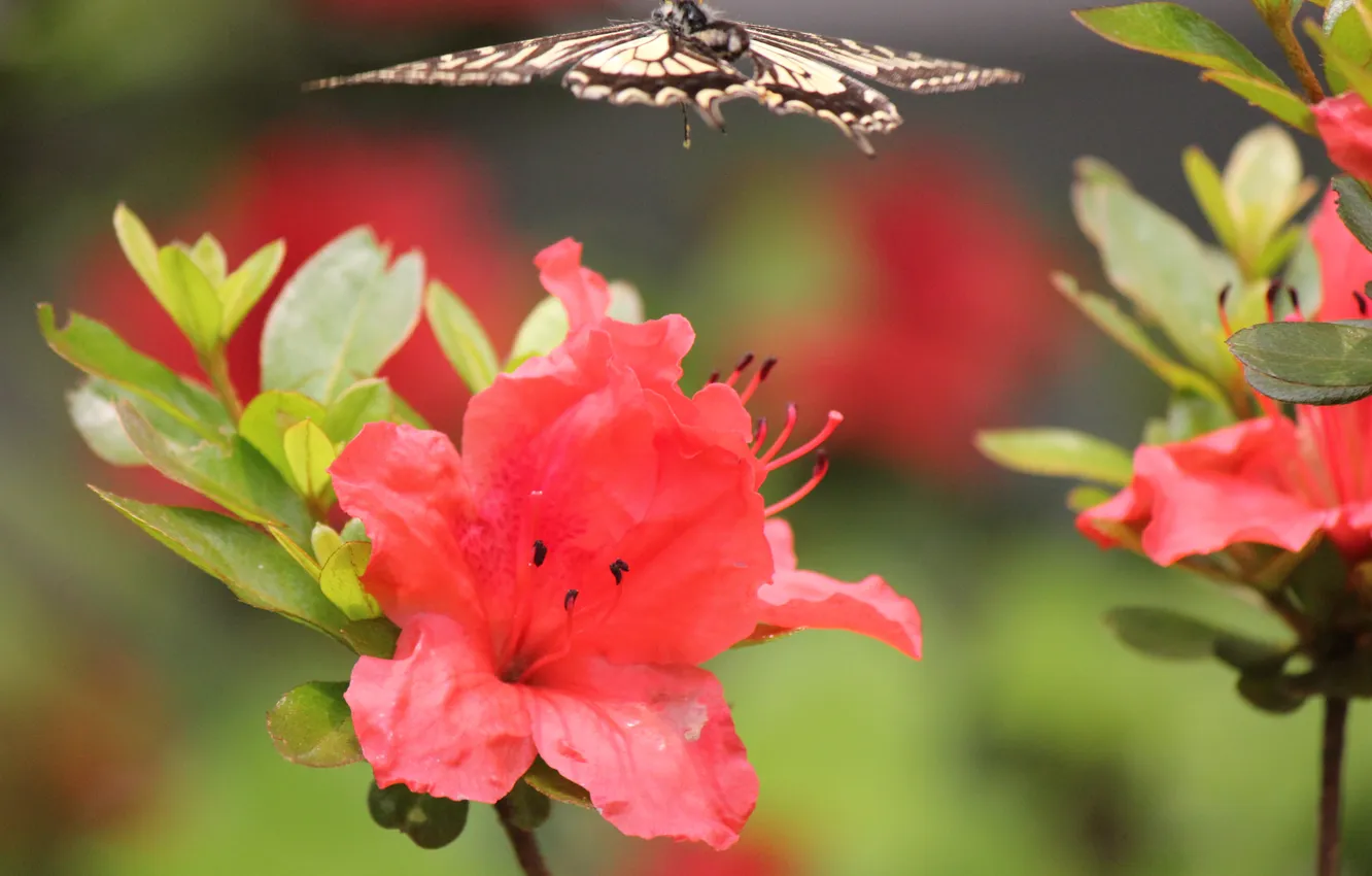 Photo wallpaper flowers, butterfly, red, in flight