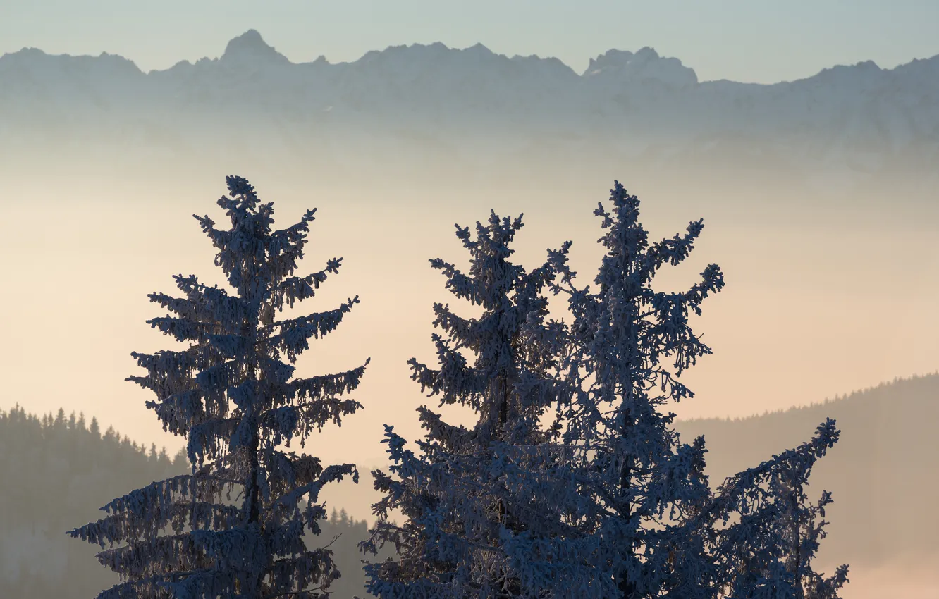 Photo wallpaper trees, landscape, mountains, fog