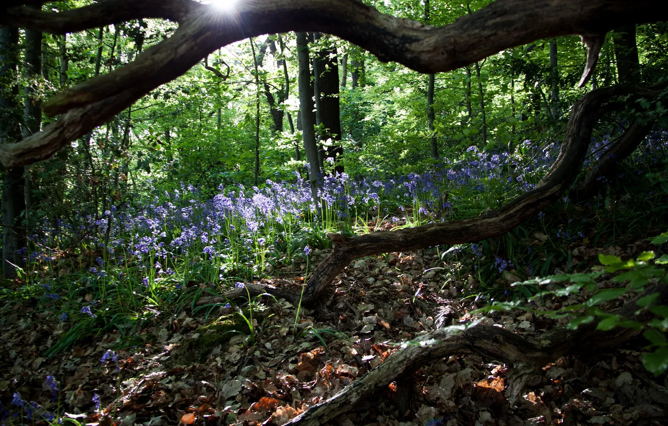 Photo wallpaper forest, trees, flowers, snag, the rays of the sun, hyacinths