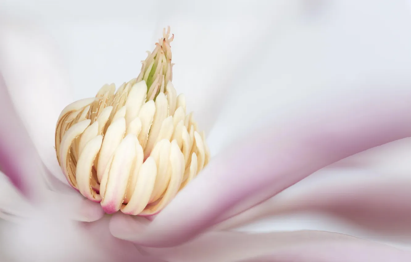Photo wallpaper flower, macro, pink, Magnolia