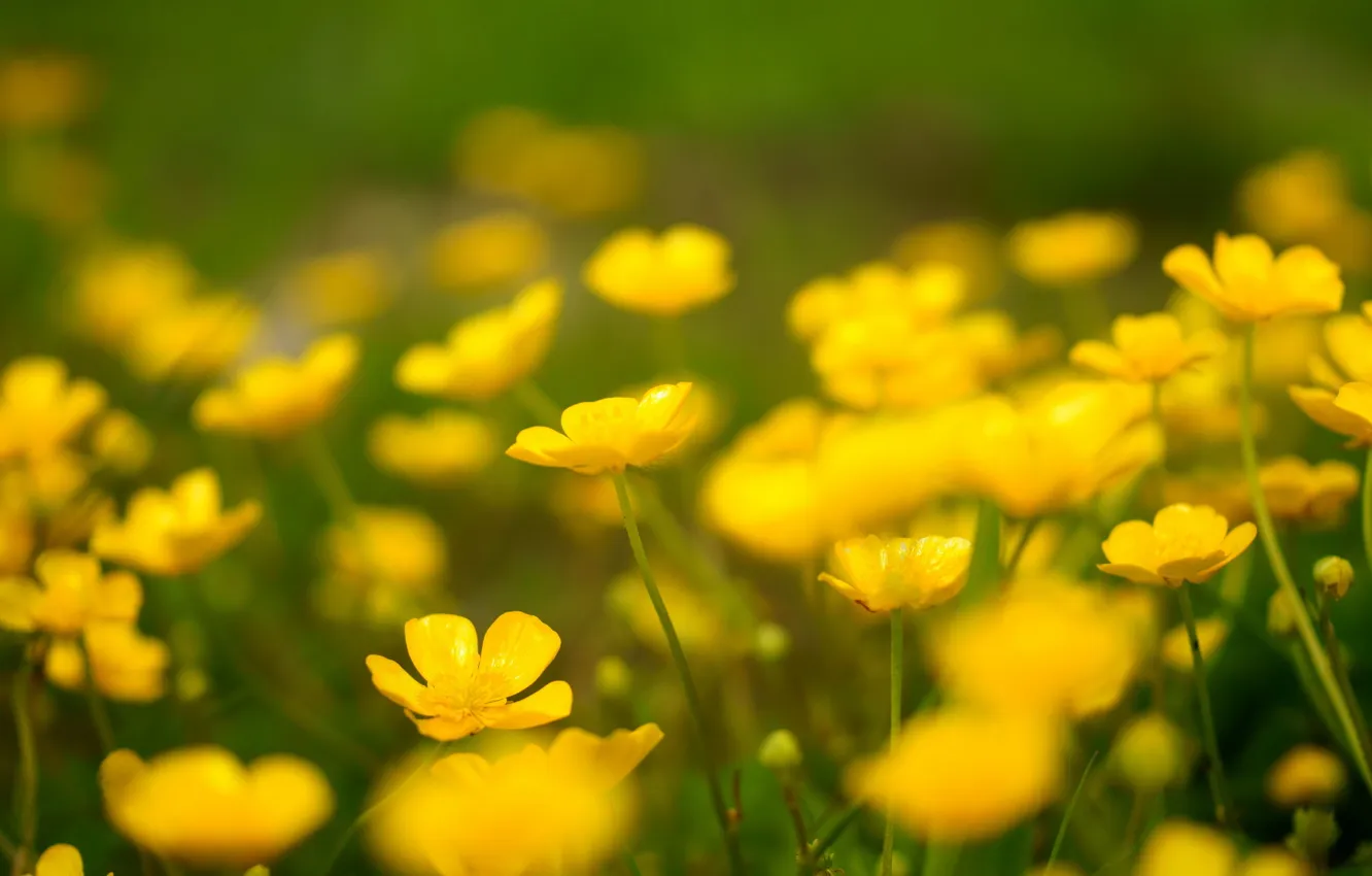 Photo wallpaper field, flowers, nature, spring