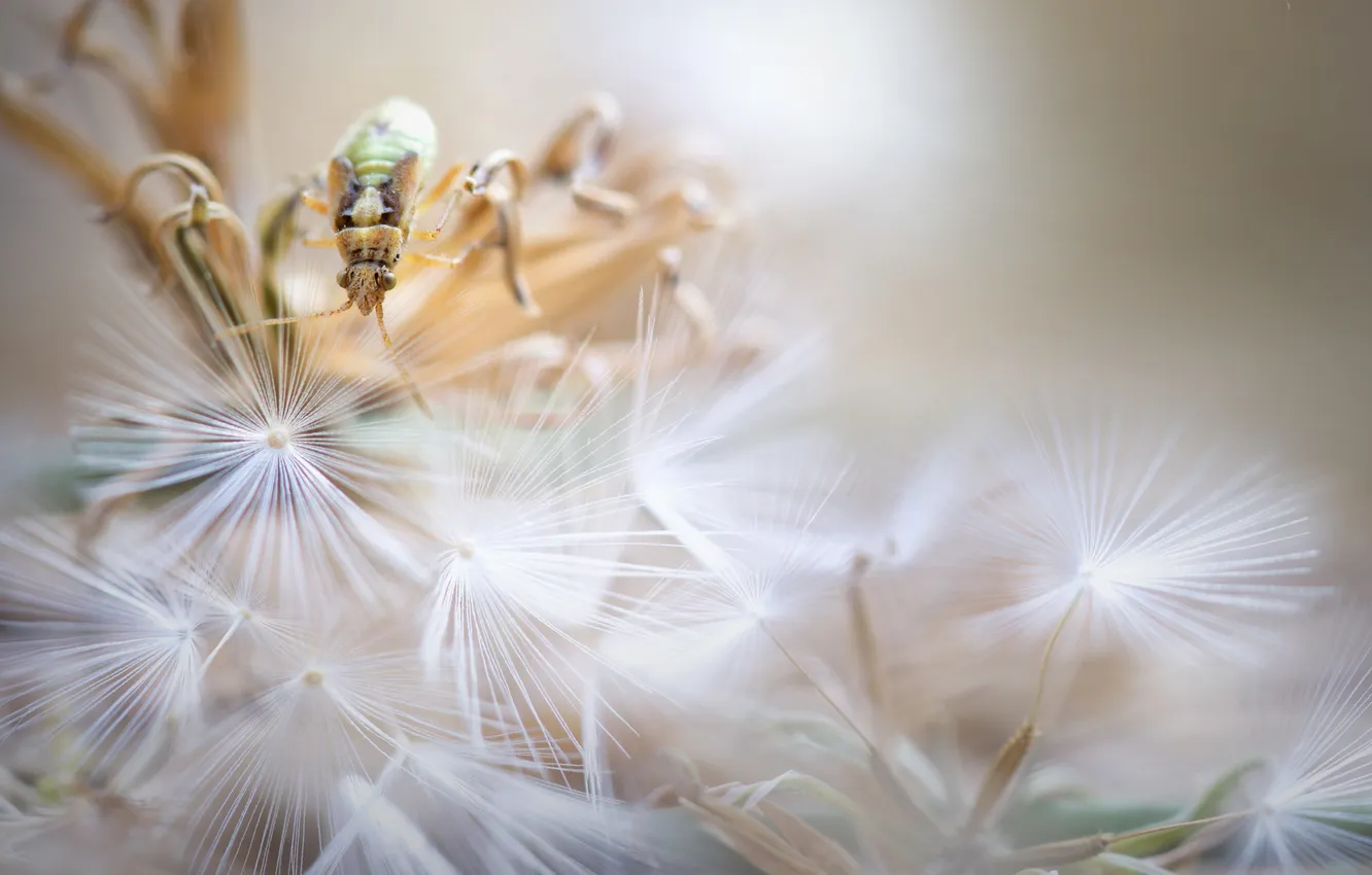 Photo wallpaper macro, flowers, beetle