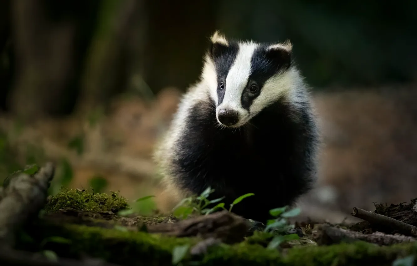 Photo wallpaper nature, face, badger