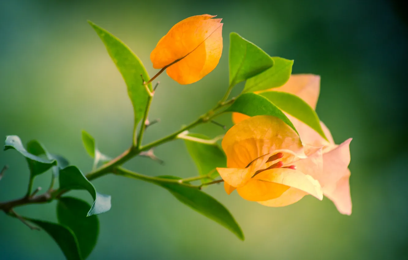 Photo wallpaper macro, branches, bougainvillea