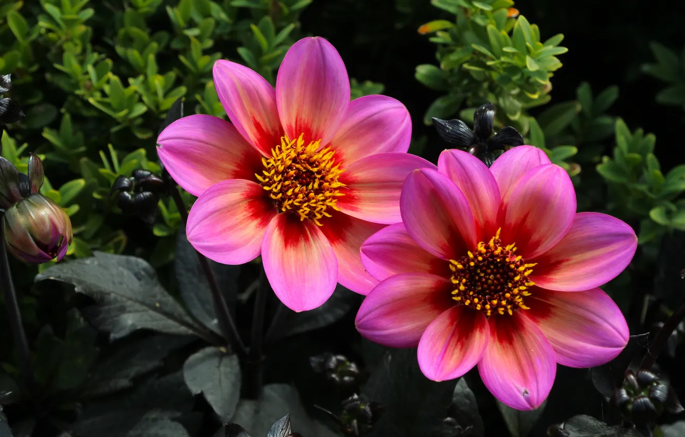 Photo wallpaper pink, blooming, Dahlia
