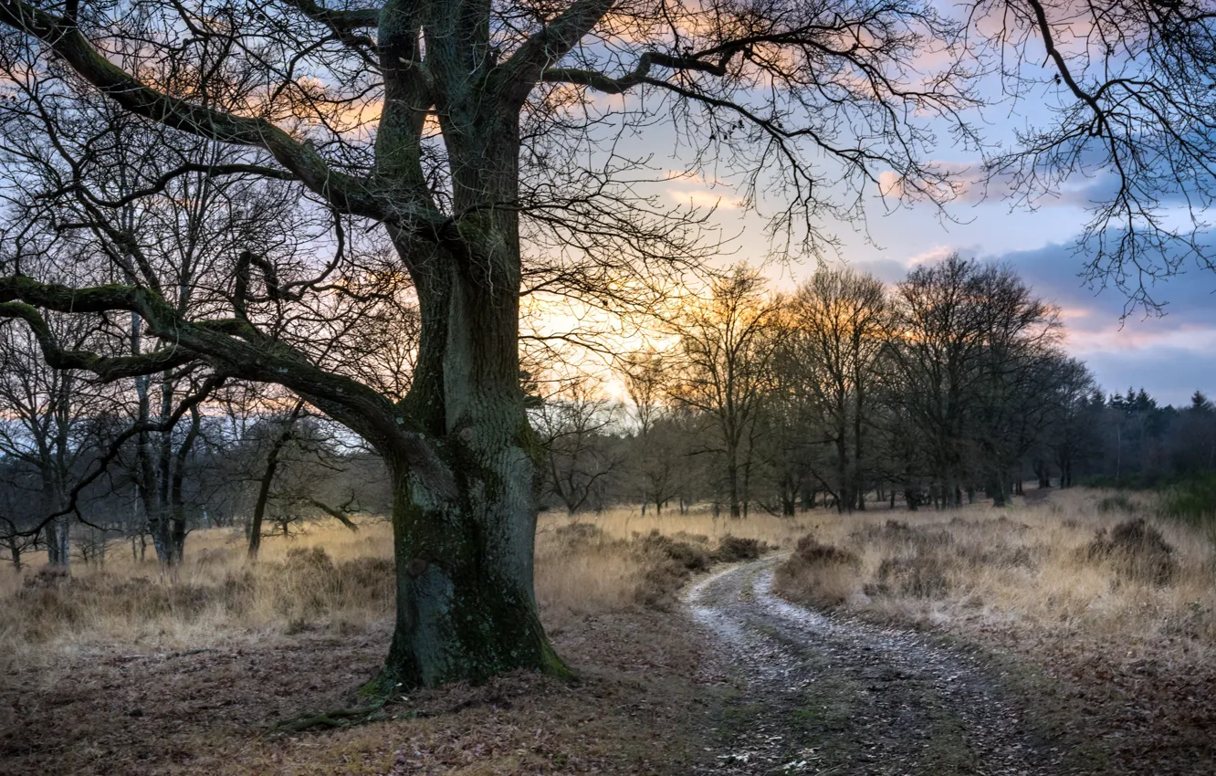 Photo wallpaper road, trees, the evening