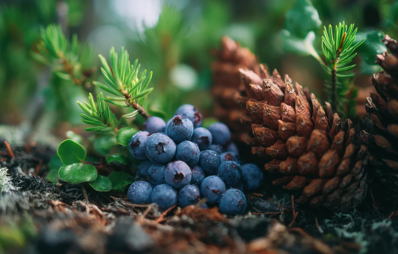 Photo wallpaper forest, branches, blue, nature, berries, blur, fruit, needles