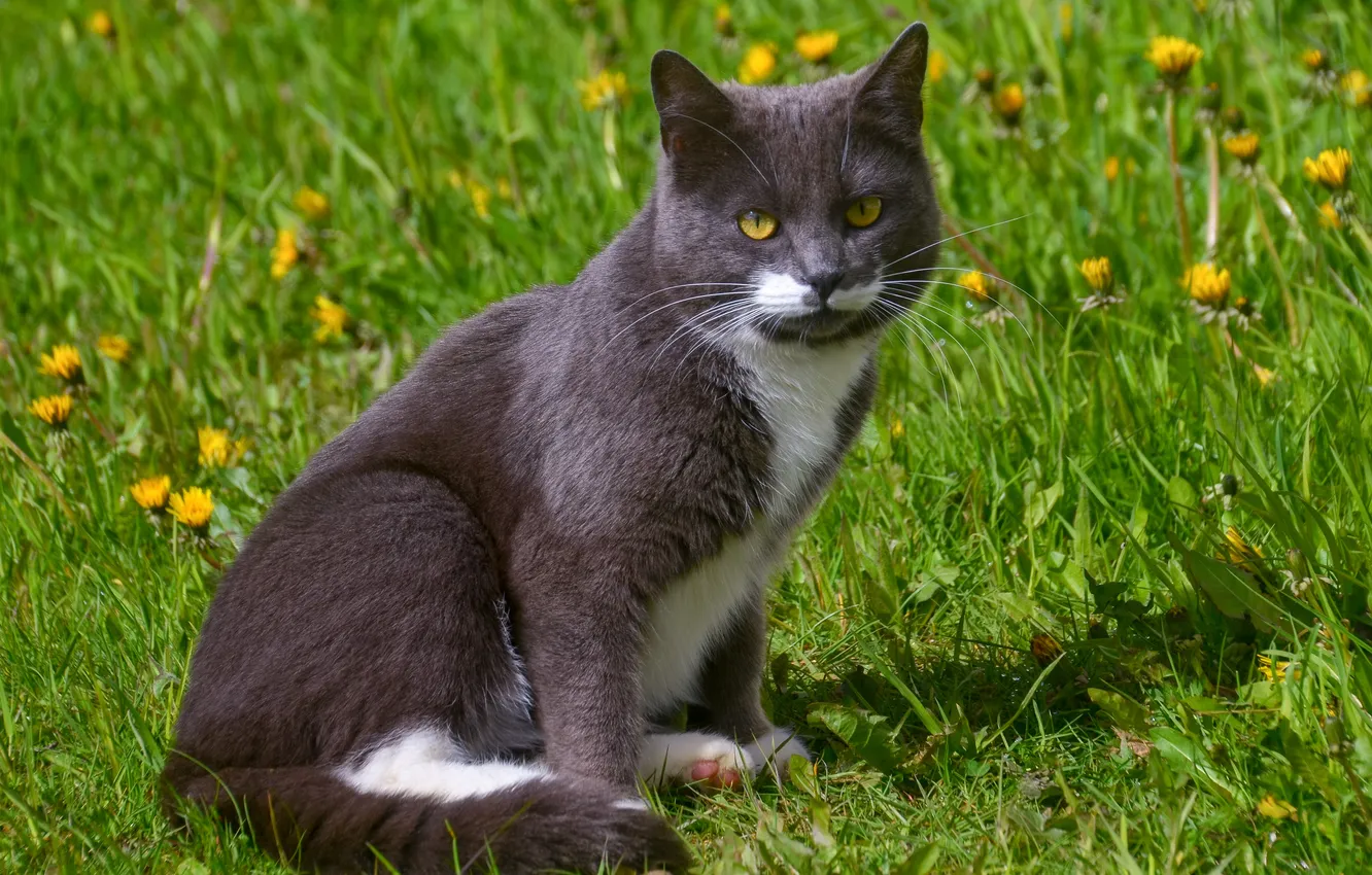 Photo wallpaper greens, cat, grass, cat, look, pose, dandelion, glade