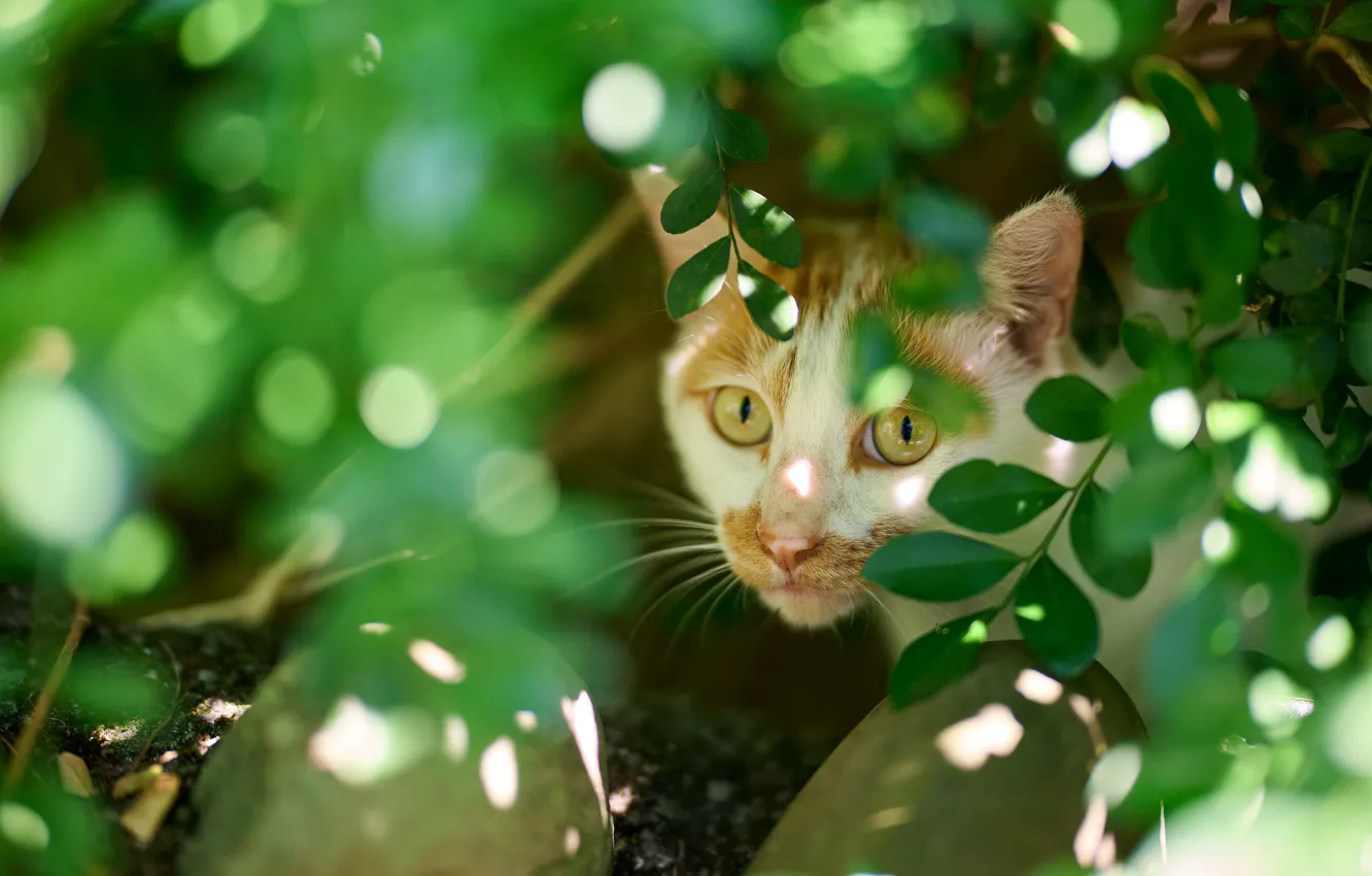 Photo wallpaper cat, cat, look, face, leaves, light, nature, pose
