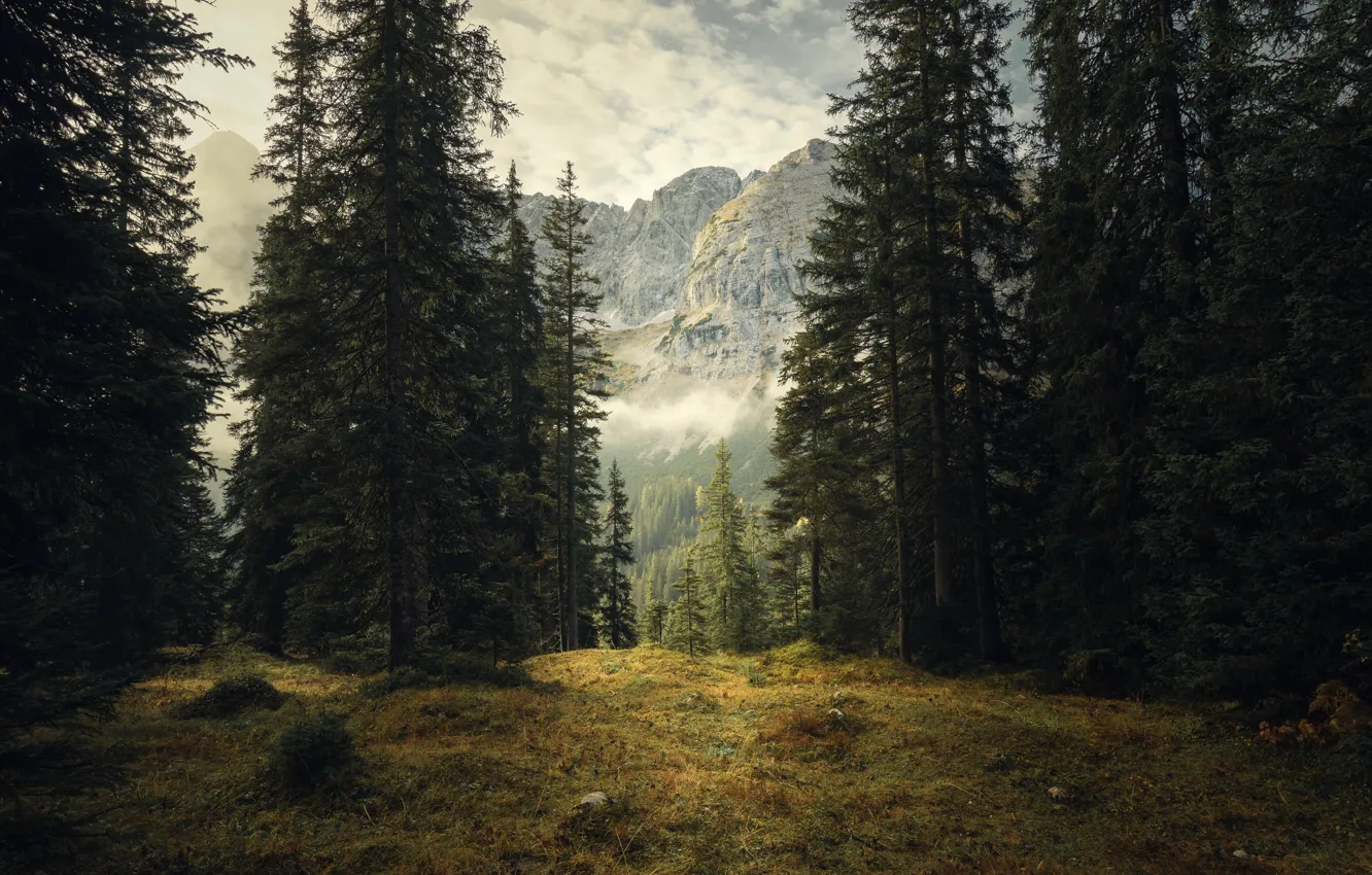 Photo wallpaper forest, clouds, trees, mountains, fog, rocks, glade, ate