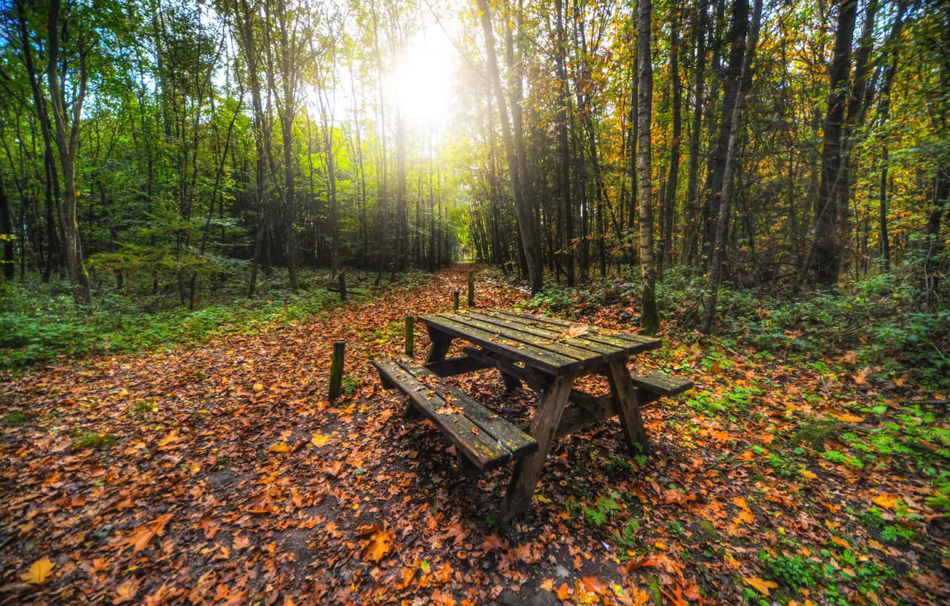 Photo wallpaper autumn, forest, leaves, the sun, trees, Park, table, benches