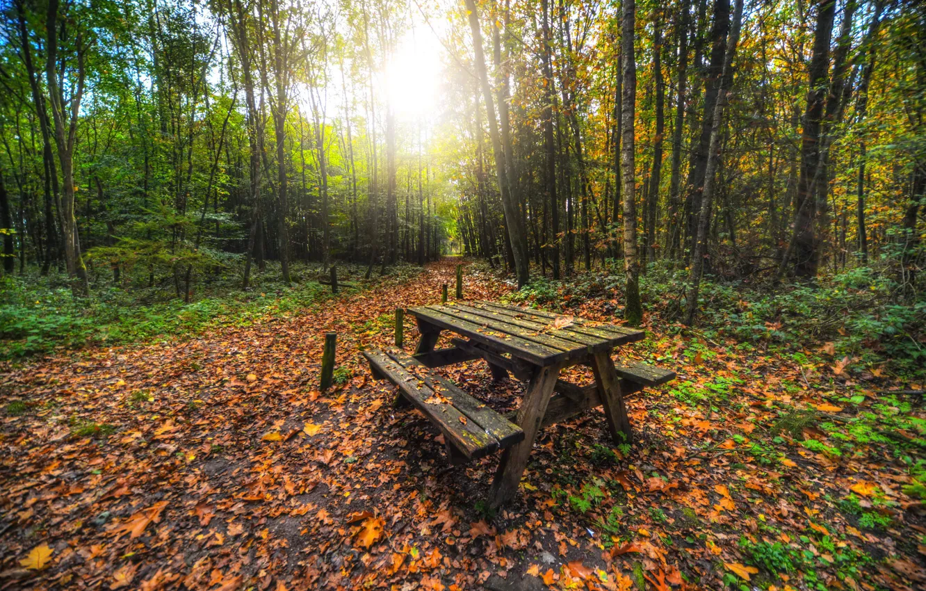 Photo wallpaper autumn, forest, leaves, the sun, trees, Park, shop, table