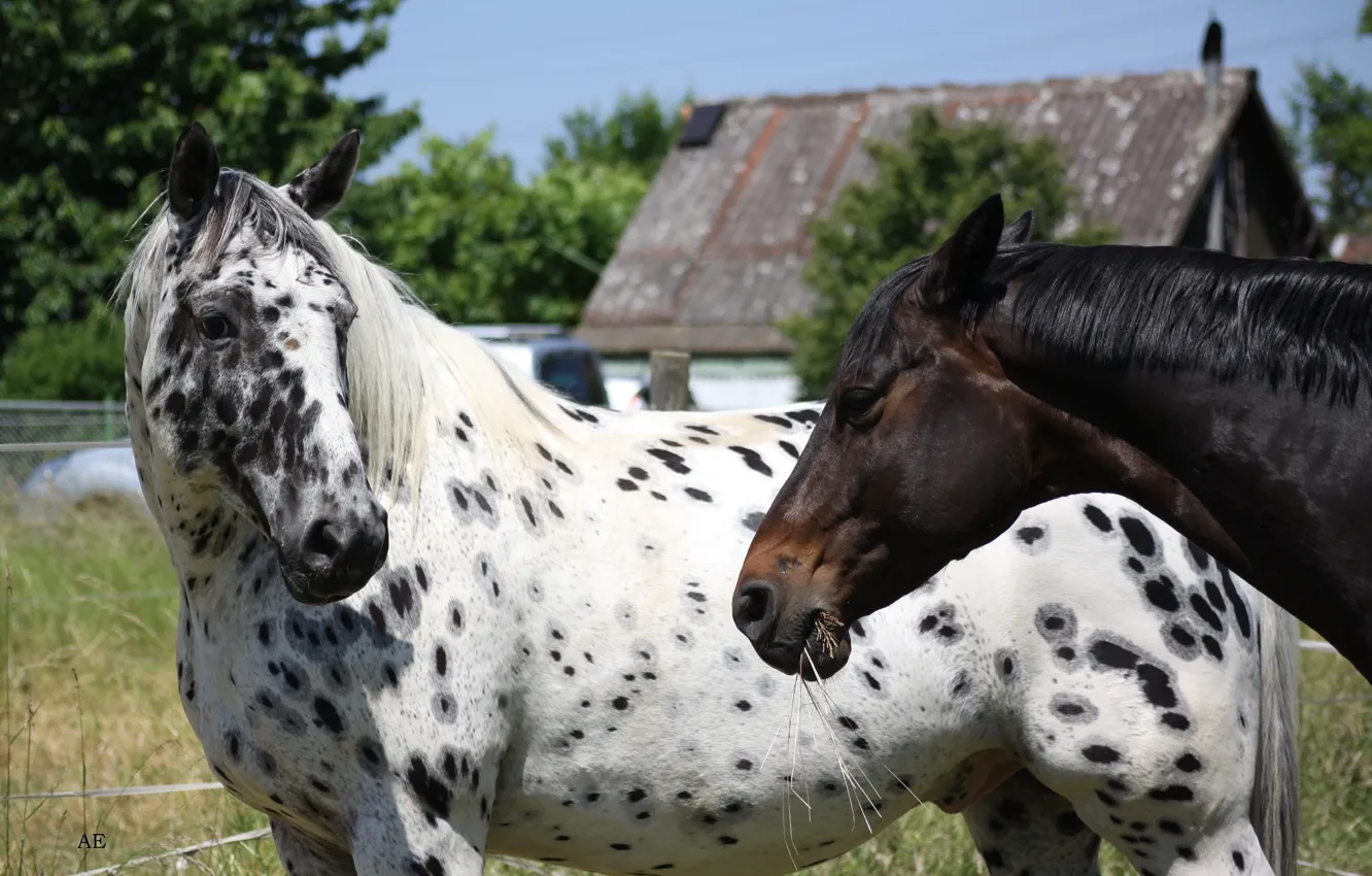 Photo wallpaper face, horse, horse, spot, pair, color, the suit, brown