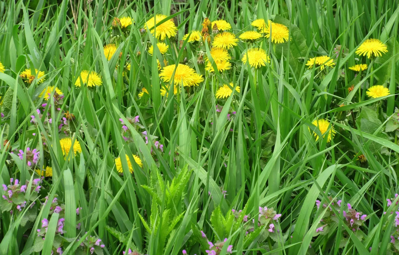 Photo wallpaper grass, flowers, meadow, dandelions, spring 2018, Meduzanol ©